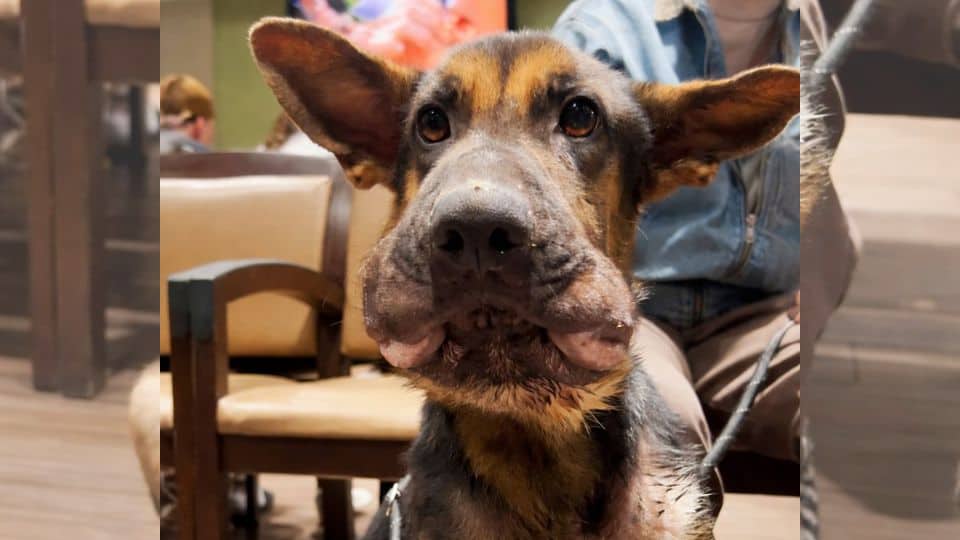Severely Swollen And Starving Dog Abandoned At Emergency Room