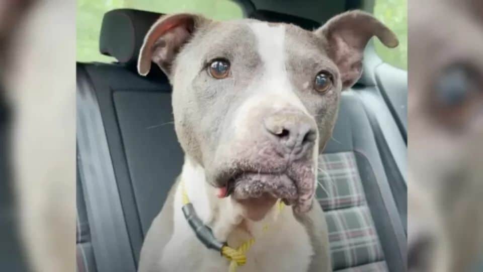 Senior Dog Turns Into A Puppy Again After Experiencing Love For The First Time