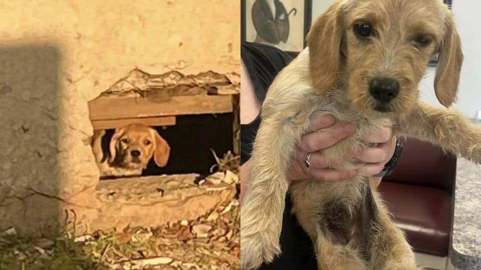 Abandoned Puppy Found Under Construction Site Finds Her First Warm Bed
