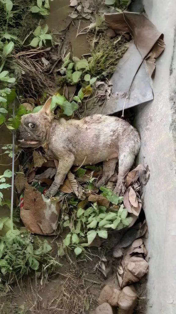 Left Near a Dump to Fade Away, He Lay in Silence — Until Compassion Found Him