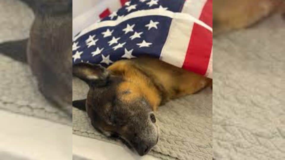 Falco’s Journey: Honoring a Silent Protector and Unseen Hero
