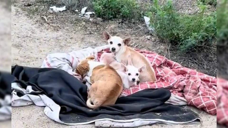 Tiny Chihuahua Family Rescued from Roadside Finds Hope and Love