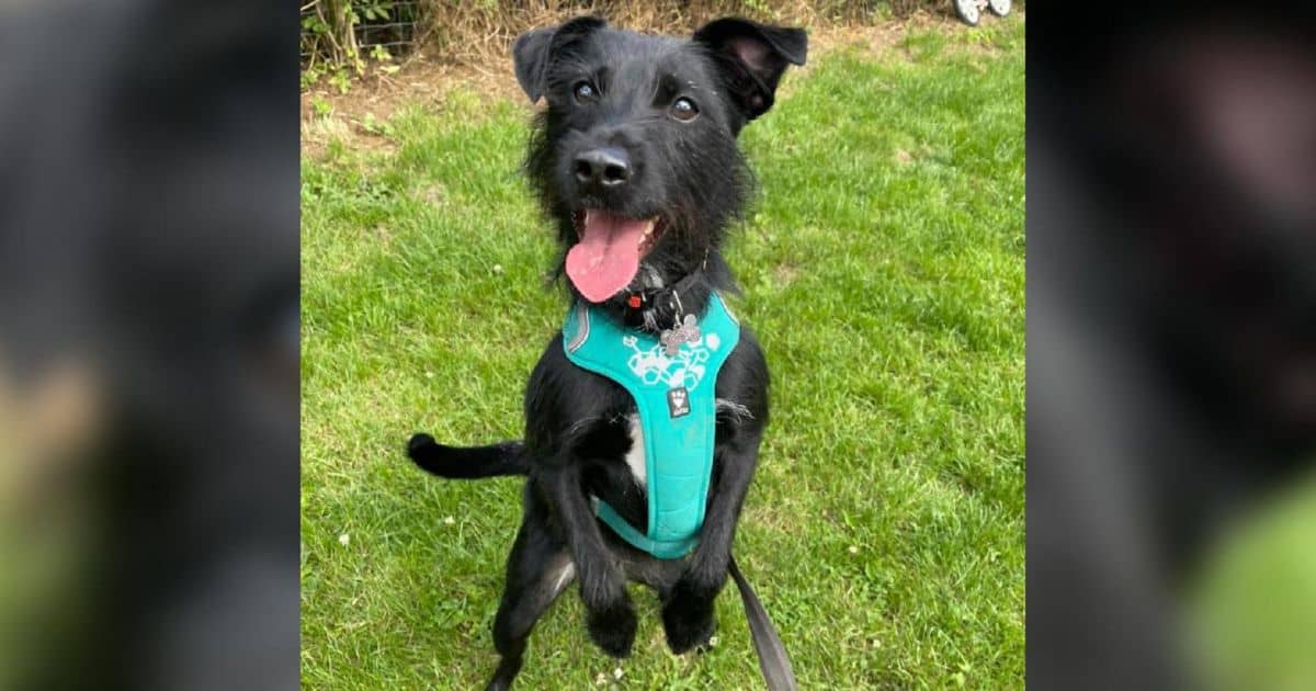Dog Dropped At Vet To Be Put Down Because ‘He Barked’ Saved Just In Time Meets His New Family