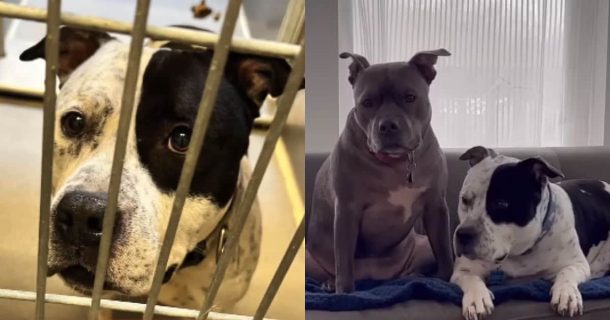 Heartwarming Journey of a Lonely Dog Finding Its Forever Family