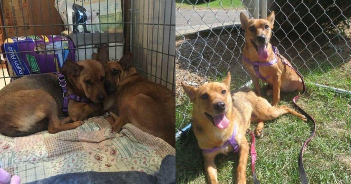 From Fearful Puppies in a Shelter to The Happiest and Confident Sisters in Their Forever Home