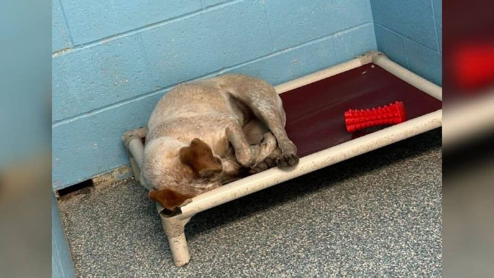 Heartbroken Shelter Dog Curled Up Alone After Her Brother Found a Home Without Her
