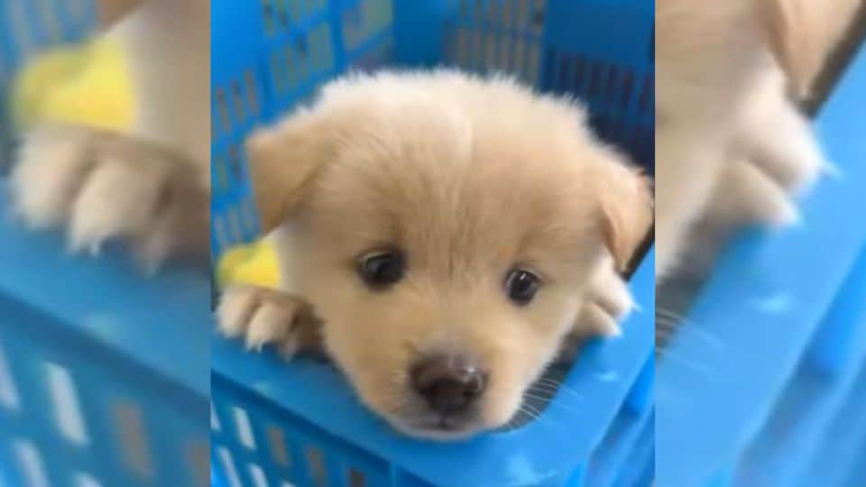 Tiny Puppy In A Blue Basket Quietly Begs For Love Until Kind Hands Rescue Him