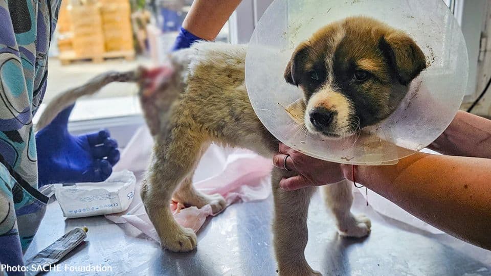 Forgotten Puppy Found Broken And Alone On A Quiet Road