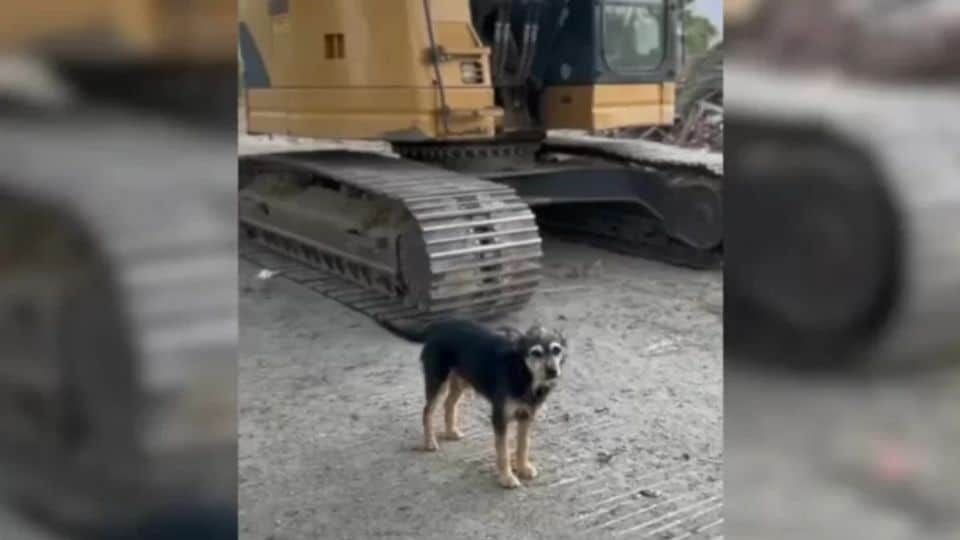 Abandoned Dogs Left In A Demolished House Get A Second Chance At Life Thanks To Caring Rescuers