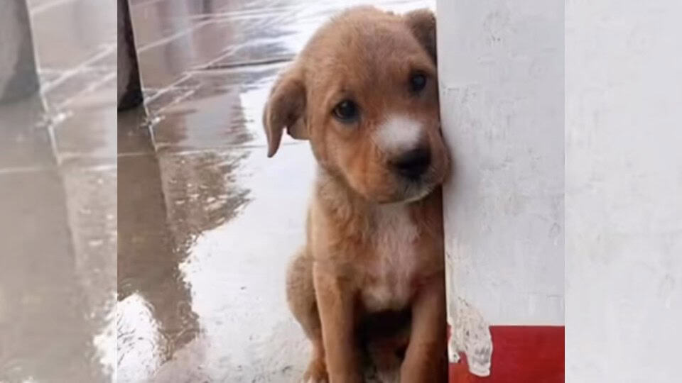 Lonely Dog Stayed Still On Cold Ground Until Love Found Him