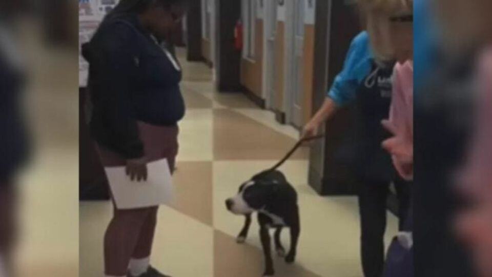 Bruce the Shelter Dog Saved at the Last Minute Finds Hope Again