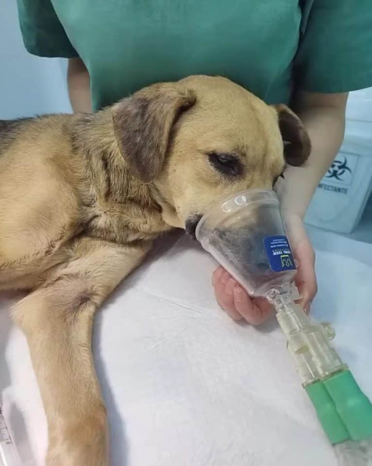 Rescuers Were Shocked To See This Mama Dog Crying When Her Puppies Passed Away