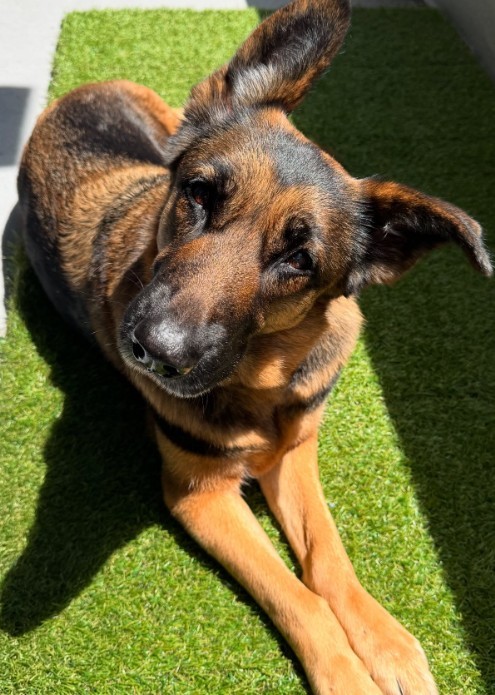 The Senior Dog Who Had Never Felt Grass Until Love Found Her
