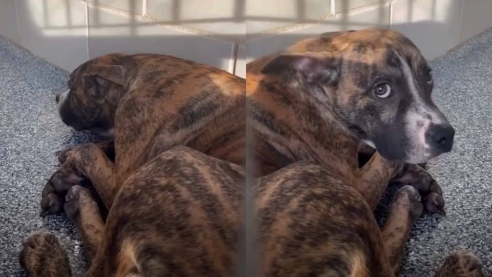 Heartbroken Dog Was Ready To Give Up Until Love Finally Found Him