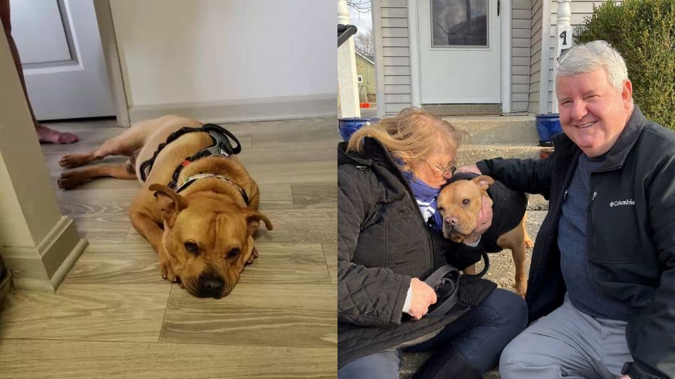 After Being Left Waiting, Shelter Dog Hendrix Gets the Happy Ending He Deserves