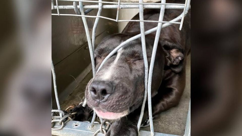 Shelter Dog Pushes Through Kennel Bars Hoping Someone Will Notice Her