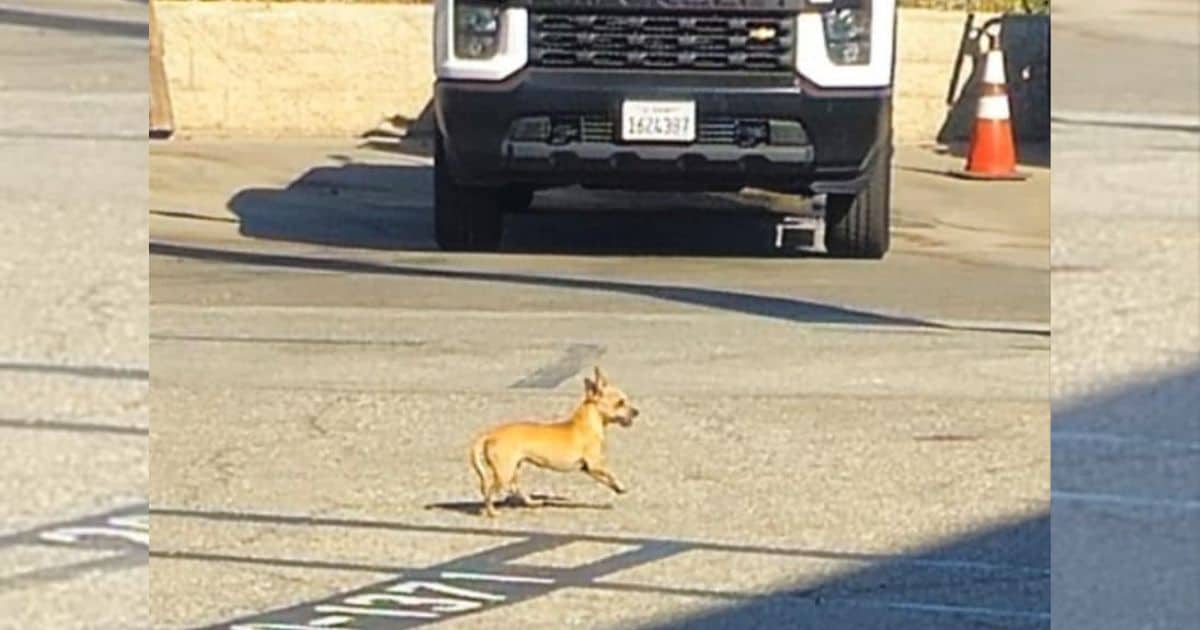 Tiny Pup Spends Two Weeks Hiding in Parking Lot Before Finding Her Happy Ending