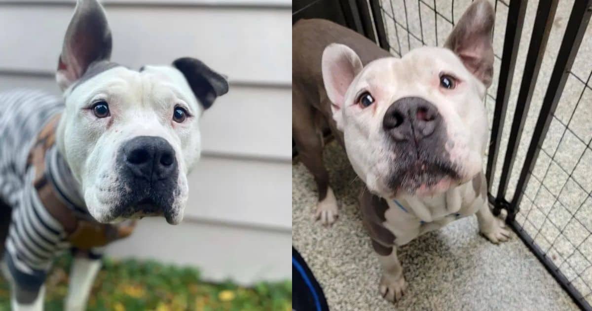 How One Woman’s Race Against Time To Save A Lovable Pup From Euthanasia