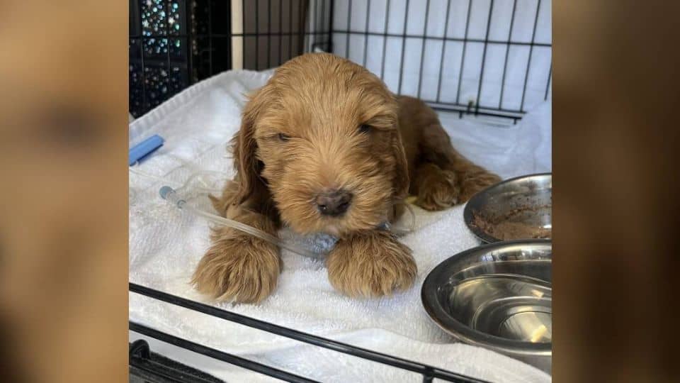 Tiny Goldendoodle Puppy Defies All Odds After Being Saved From The Brink Of Death