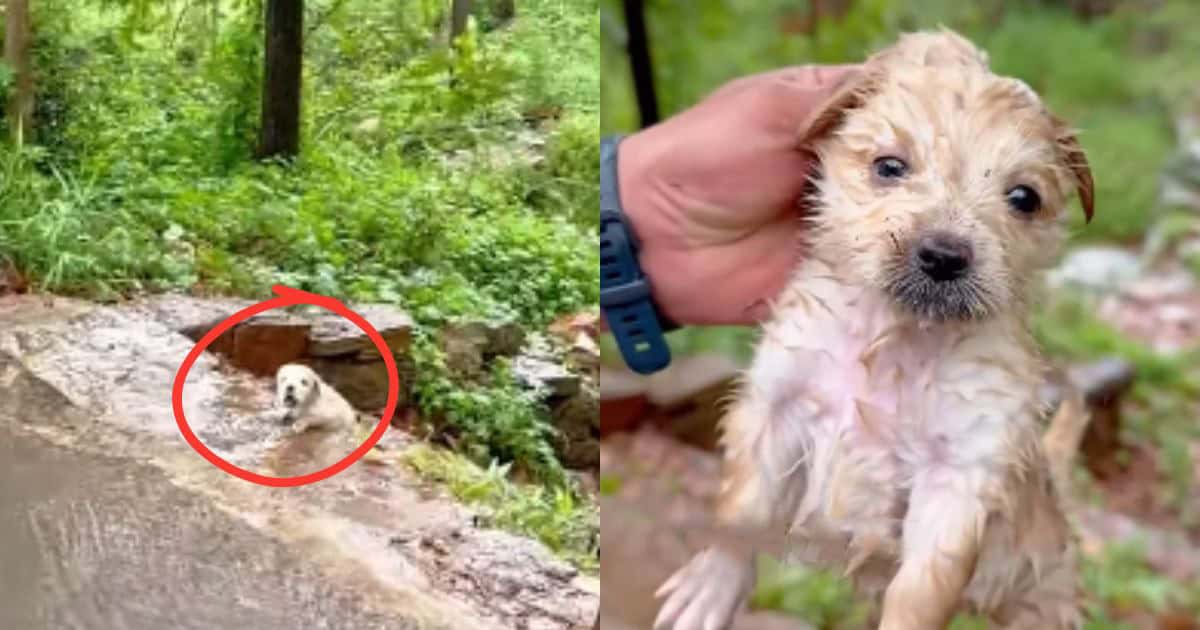 Kind Man Rescues Trembling Pup from Rainy Roadside, Giving Him a Cozy New Home