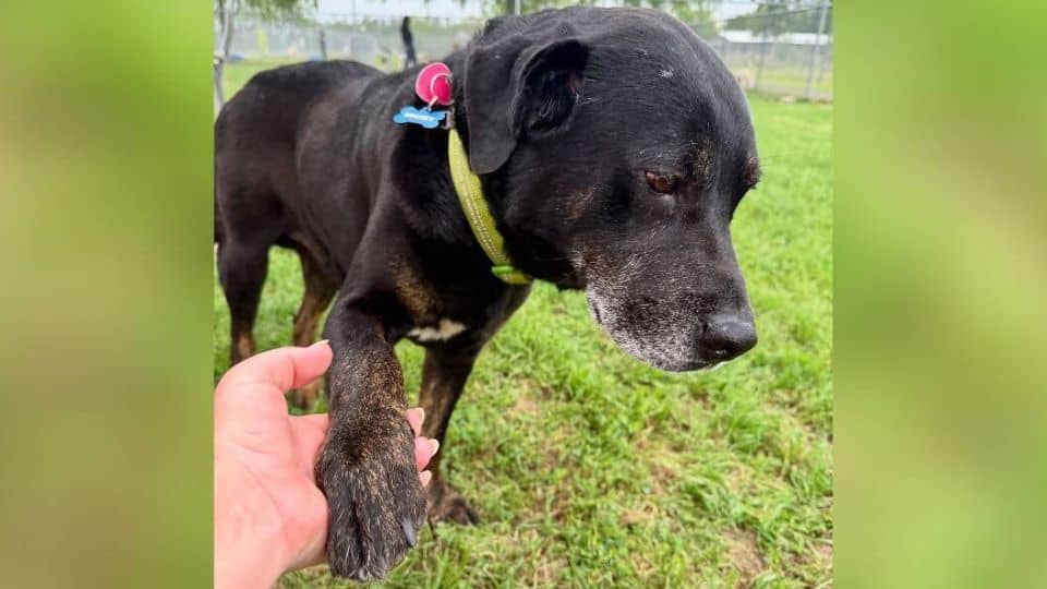 Shelter Staff Heartbroken to See Familiar Dog Returned but His Story Found a Happy Ending