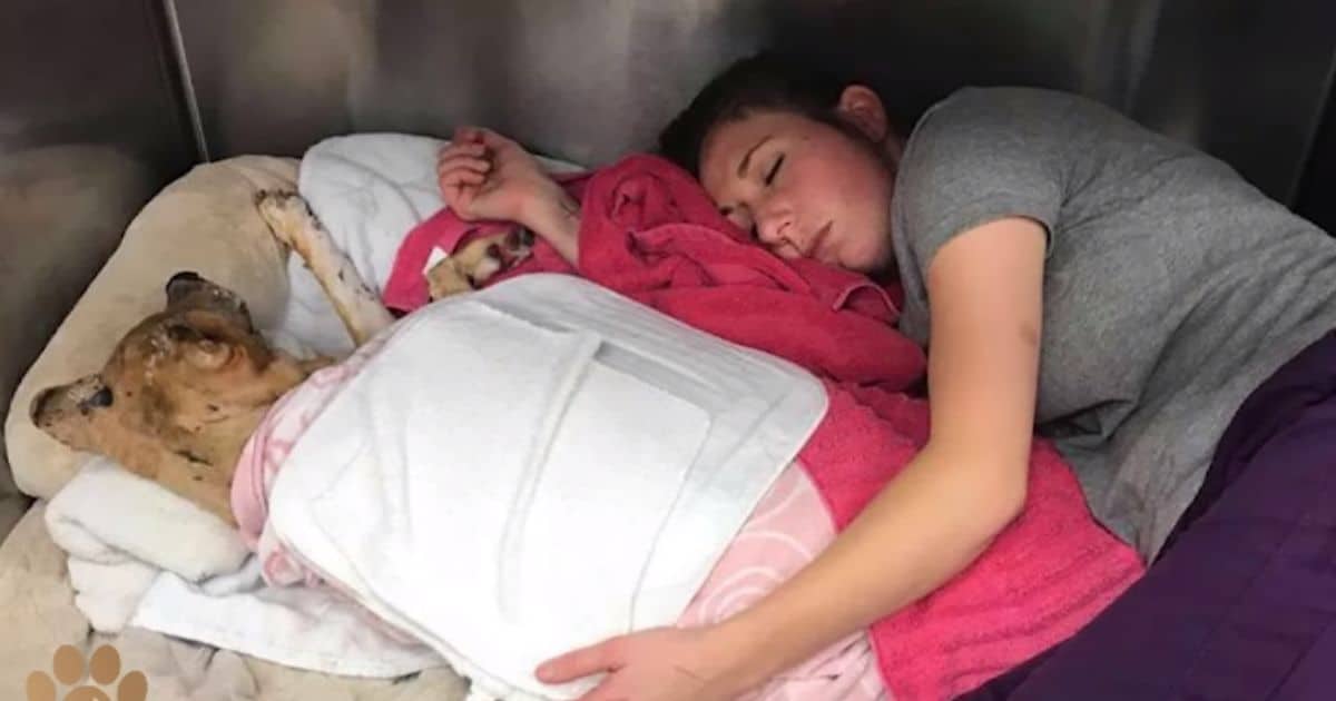 Veterinarian Steps Into Kennel to Calm A Badly Injured Dog in Distress After Tragedy