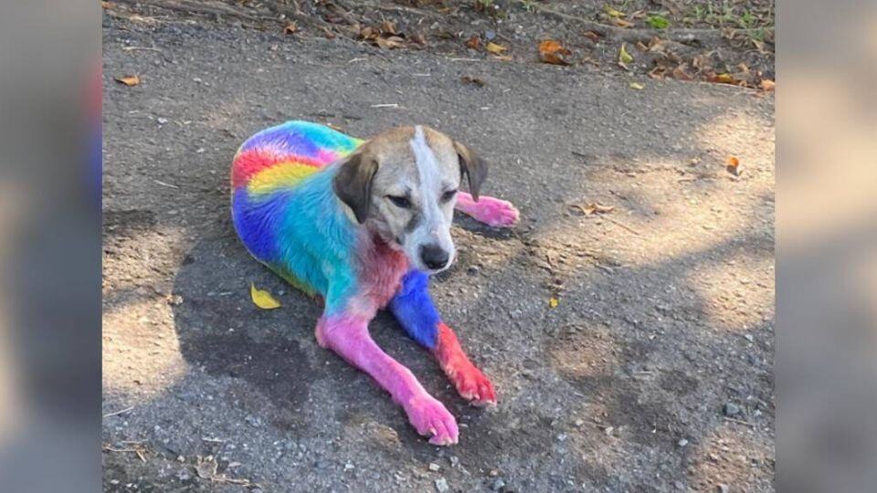 Brave Stray Dog Who Survived a Cruel Attack and Found a New Life Filled With Love