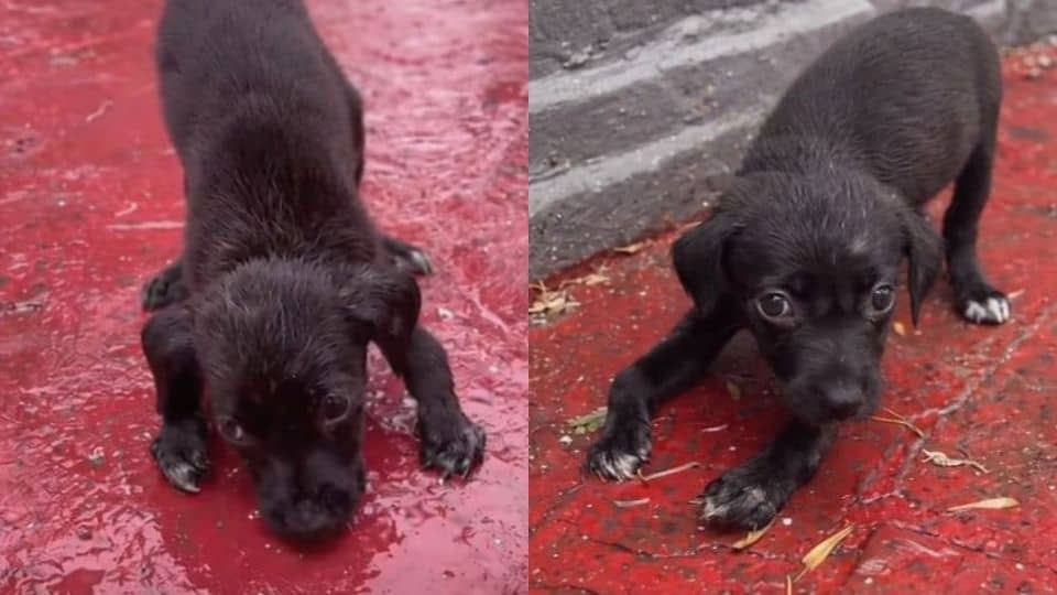 The Puppy Who Waited In The Rain For Someone To Care