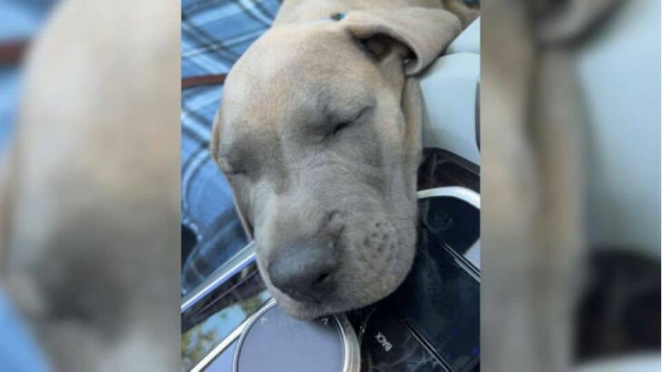 Dog Mom Thought She Knew What Her Puppy Would Become Only To Be Totally Caught Off Guard