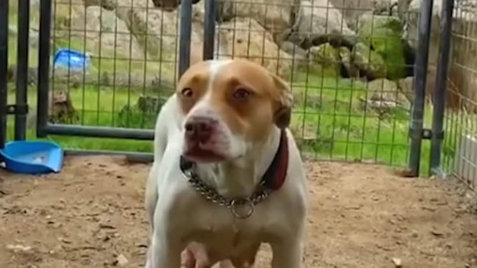 Pregnant Pit Bull Trembled In A Kennel Until A Foster Opened The Door To Hope