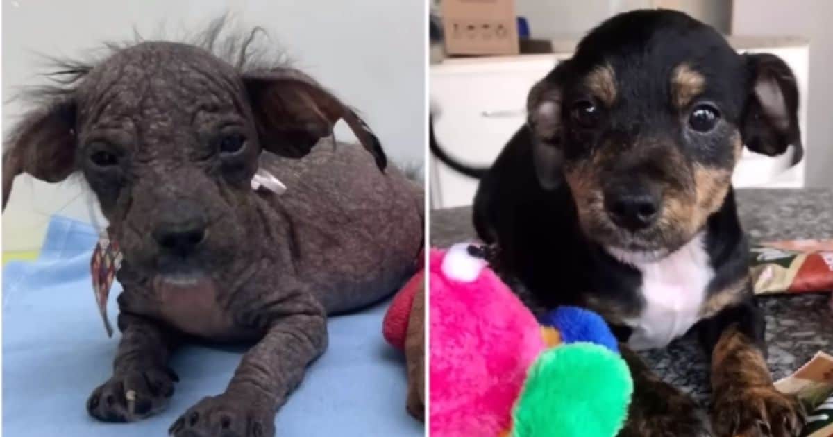 Abandoned Mama Dog and Her Puppies Blossom In Their New Forever Home