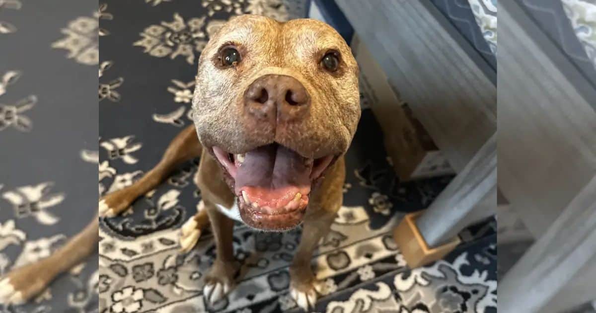 Dog Walker Shares Heartfelt Words After Senior Pittie Took Her Final Walk
