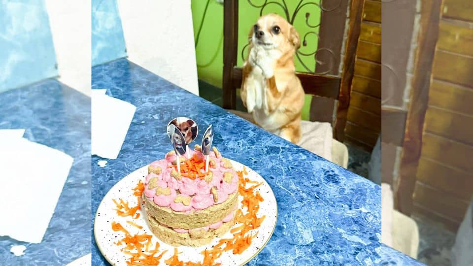 Family Surprises Their Dog With A Sweet Birthday Party