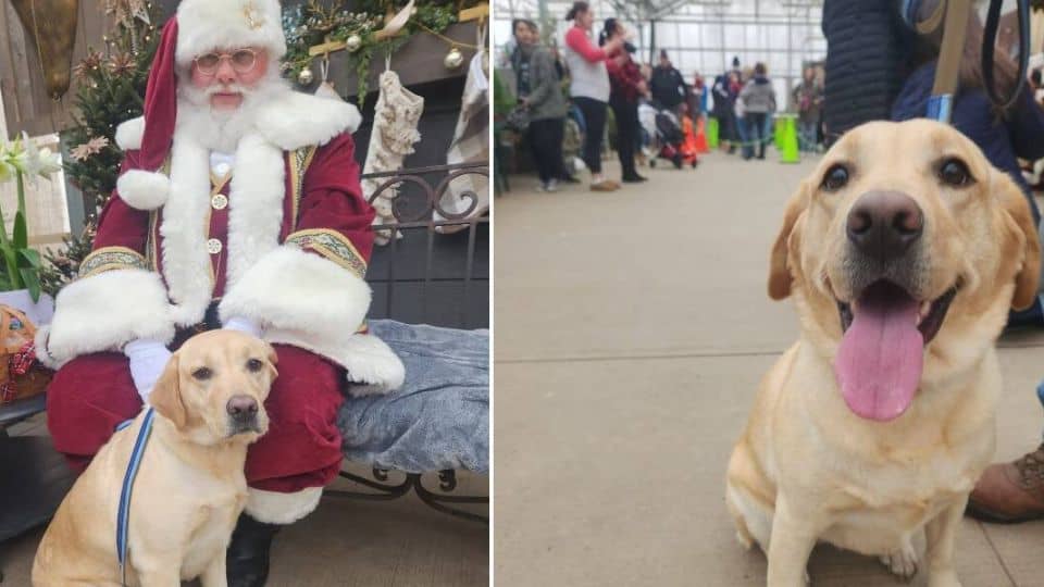 Playful Labrador Wanders Into Holiday Party and Steals Hearts of Everyone There