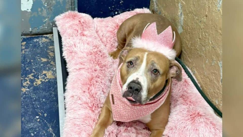 400 Days in a Kennel: The Loving Pittie Everyone Adores But No One Adopts