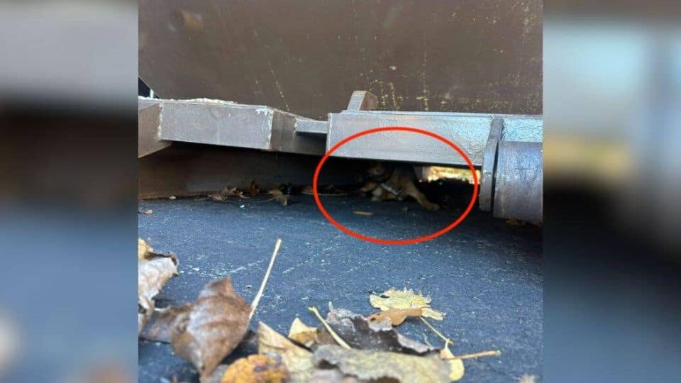 Rescuers Save Frightened Puppy Found Hiding Under Dumpster