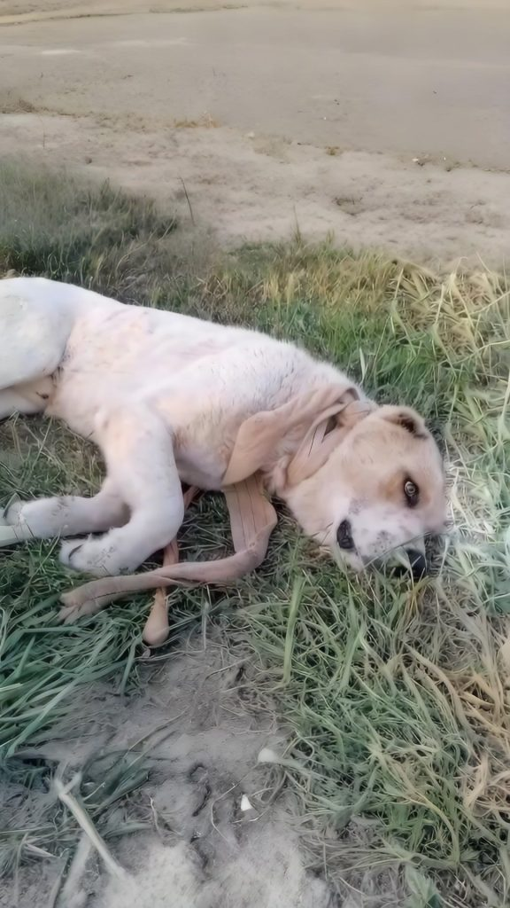 He Lay on the Side of the Road With a Rope Around His Neck — Until Someone Chose to Stop