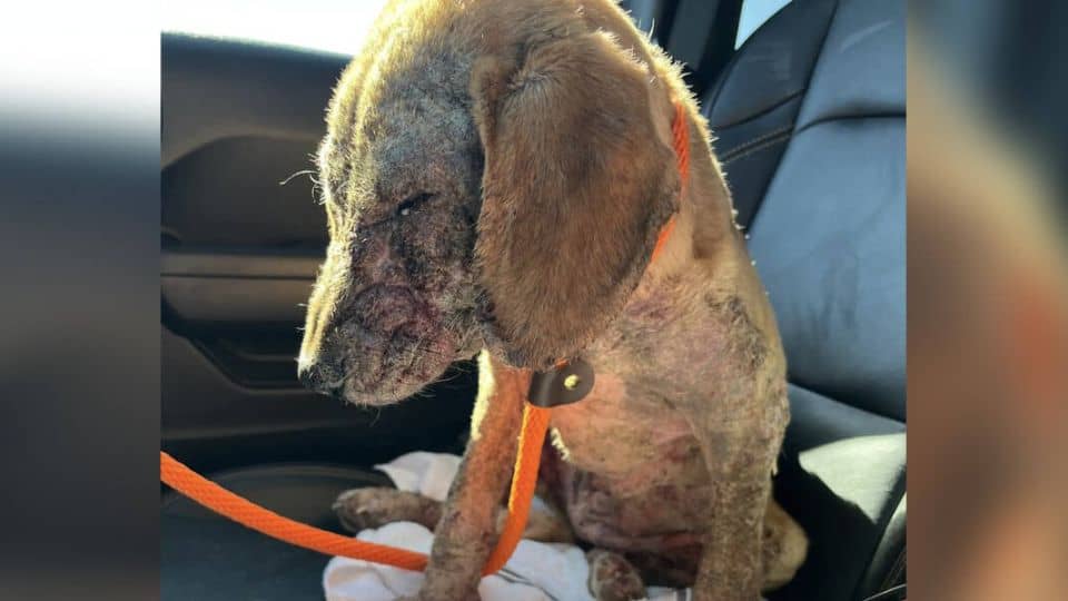 Puppy Who Couldn’t Relax From Skin Pain Makes a Remarkable Recovery