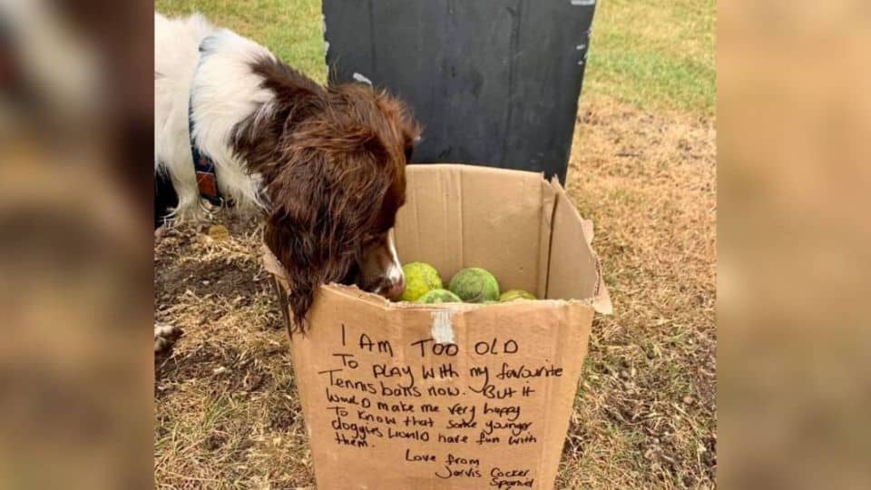Senior Dog’s Final Gift Warms Hearts Around The World
