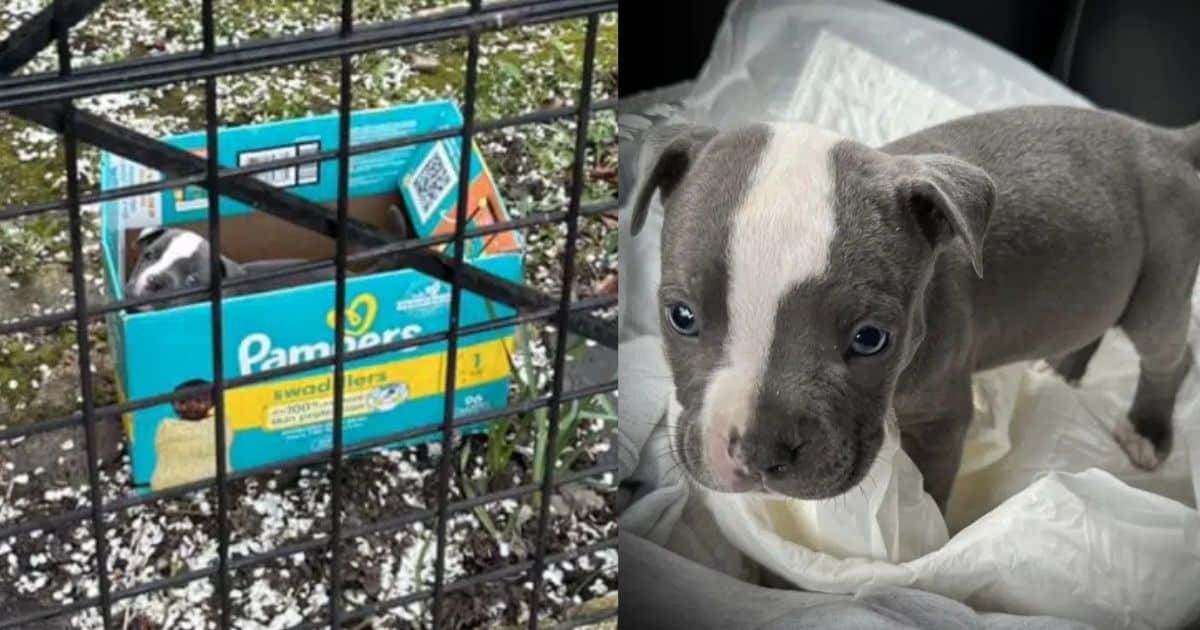 Poor Puppy Found Abandoned In A Diaper Box Outside Of A Store