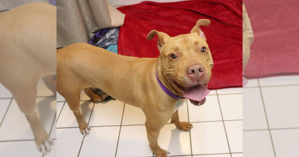 Dog Abandoned from Car Gets Adopted and Returned Twice, Leaving Internet in Shock