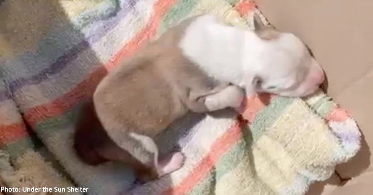 Starving Mama Dog Gives Birth And Clings To Her Only Surviving Puppy