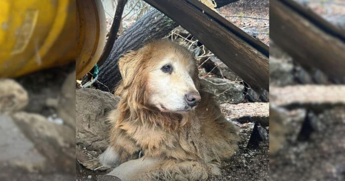 Maru’s Journey: From Years of Neglect to a Life Filled with Love