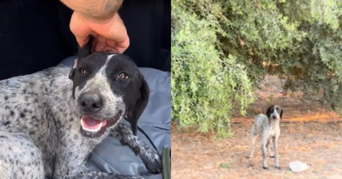 Pregnant Stray Dog’s Life Saved by a Woman Just Before It Was Set to Be Euthanized