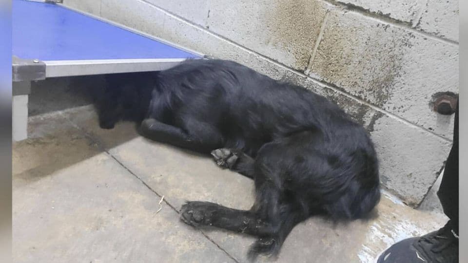 Rescuers Help Shy Shelter Dog Discover the Joy of Being Loved
