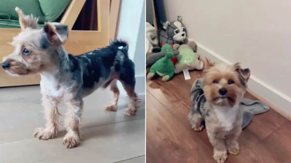 Dog Owner Shocked by Grooming Fail, But the Truth Leaves Them Laughing