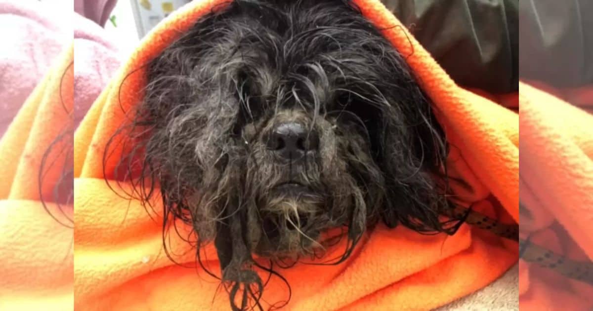 Rescued Dog Transformed After Shedding 6 Pounds of Matted Fur Now Lives The Happiest Life