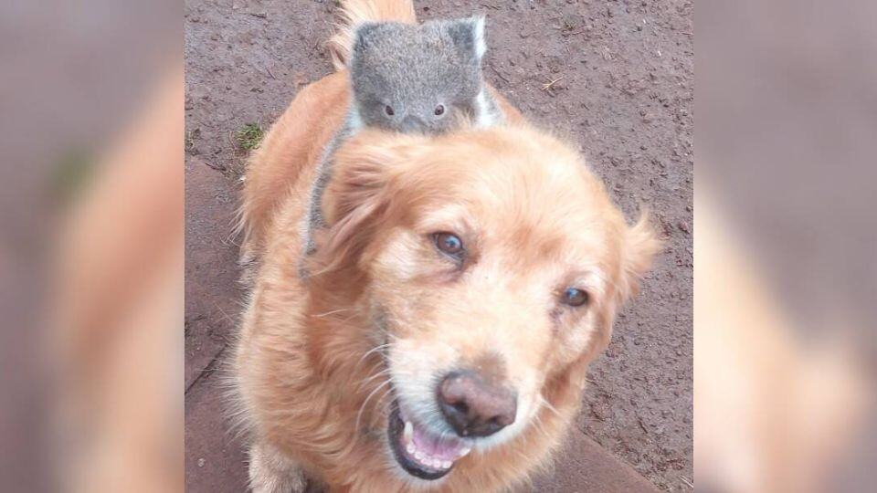 Golden Retriever Surprises Owner by Carrying a Lost Baby Koala on Her Back