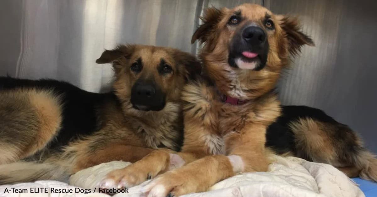 Dog Brothers Cling To Each Other Inside A Texas High Kill Shelter