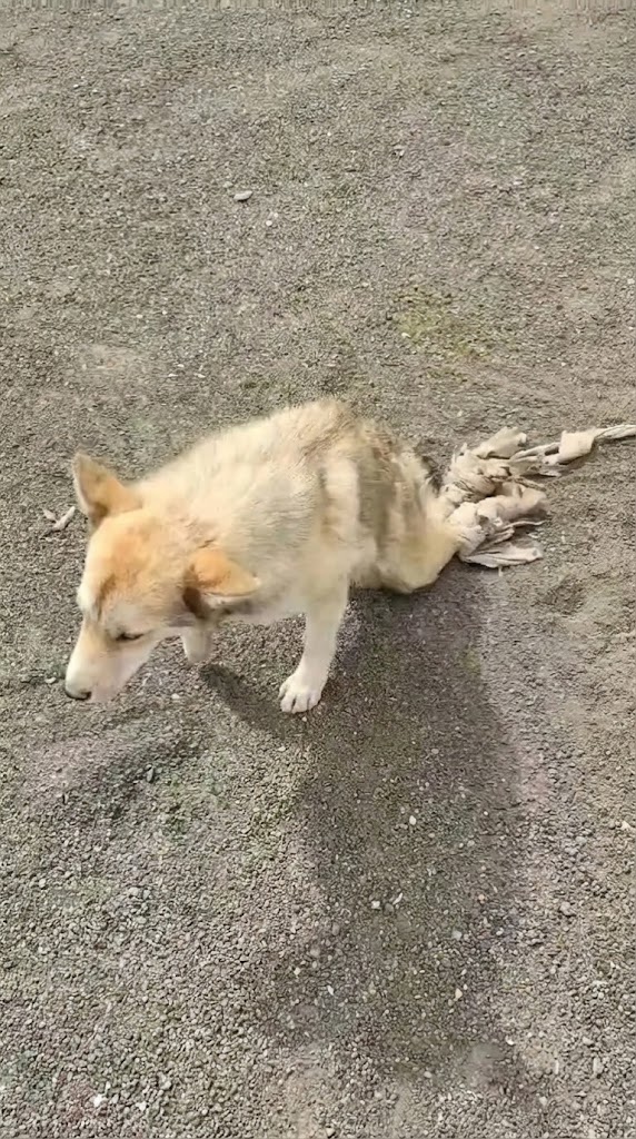 He Was Dragging Himself Down a Mountain Road — Until One Stranger Stopped